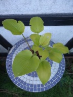 Hosta "Piedmont Gold"