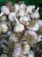Polski czosnek HARNAŚ średnica od 6CM MEGA DUŻY 1KG