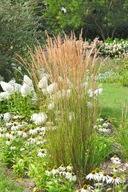 Trzcinnik Karl Foerester - ozdobna trawa ogrodowa o niezwykłym uroku!