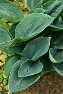 Funkia "BIG DADDY" Hosta sadzonka