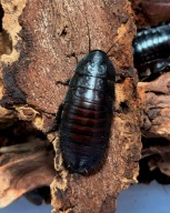Karaczan madagaskarski | Gromphadorhina portentosa "black form" 10 szt