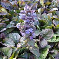 Dąbrówka rozłogowa Ajuga reptans "Catlin's Giant"