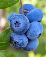 Borówka amerykańska Bluecrop C2 40cm średnio wczesna