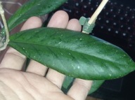Hoya Hoja sp. BENGKULU cięta