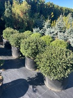 Świerk serbski Karel 30cm