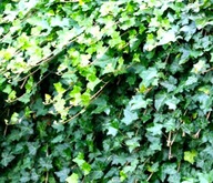 BLUSZCZ HEDERA ŻYWOPŁOT DUŻE sadzonki 15-40 cm