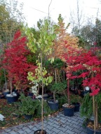 Morela Goldrich stary okaz 200cm jadalno ozdobna inna