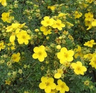 Pięciornik ''GOLDFINGER'' na niski żywopłot łatwy w uprawie