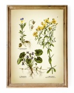 ZIOŁA, reprint grafiki, FIOŁEK, BRATEK, DZIURAWIEC, plakat do kuchni A3