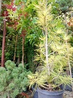 Sosna limba żółta szczepiona limba do ogrodu lub na taras inna