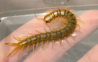 Scolopendra cingulata Paphos dorosła samica 8 cm + (skolopendra)