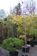 Magnolia alexandrina piena kulista szczepiona inna