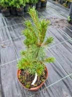 Sosna drobnokwiatowa Pinus parviflora 'Peterson Seedling' NA BIG BONSAI