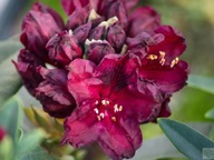 RÓŻANECZNIK 'Kali' | PURPUROWY KOLOR Z CZARNYM UBRAWIENIEM| RHODODENDRON