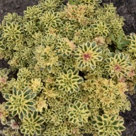 Rozchodnik Atlantis, bylina