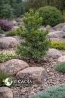BARDZO ELEGANCKA Sosna wydmowa 'Willow Creek' Pinus contorta C5