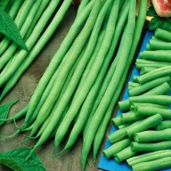 Nasiona fasoli Premium Seeds Bona 30g