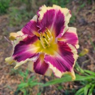 Liliowiec Jej Portert