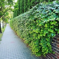Bluszcz na ściany płoty sadzonki 50 sztuk 100 cm zasłona od sąsiadów