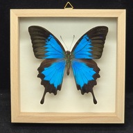 Motyl w gablotce Papilio Ulysses 5