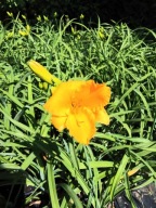 Liliowiec BAKABANA sadzonka