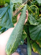 Ogórek Sayo Long sałatkowy długi do 45 cm nasiona