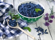 Jagoda kamczacka 'Rebeca' – wczesna odmiana o soczystych, słodkich owocach