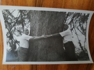 PRL wielki świerk drzewo 50/60te (628)