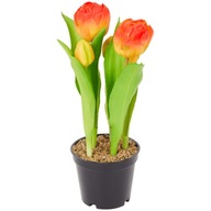 Tulipany gumowane w doniczce 5 szt. kolor żołto-czerwony