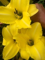 Liliowiec Żółty wyrazisty duży kwiat.