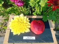 Pomidor Napa Giant gigantyczna malinówka nasiona kolekcjonerskie