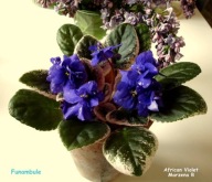 Fiołek afrykański @cięty liść @Funambule @ standard@