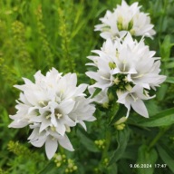 Dzwonek skupiony 'Alba' - 300 nasion