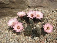 Kaktus ,Rebutia, Mediolobivia canacruzensis SE 102