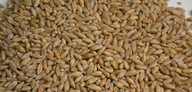 Pszenżyto 25 kg ziarno karma pasza zboże gołębi
