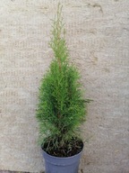 Tuja szmaragd thuja smaragd Pakiet 10 Szt 50-60 cm
