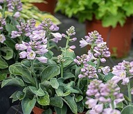 Funkia "BLUE MOUSE EARS" Hosta