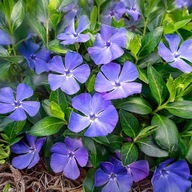 BARWINEK POSPOLITY Vinca minor sadzonki 50 sztuk zimozielony miododajny