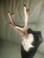 Rogi koziołek na desce.