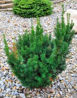 Cis pośredni Hilli (taxus media 'Hilli') C2 30cm