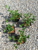 Irga płożąca dammera Major jałowiec barwinek suchodrzew rośliny na skarpe