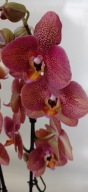 PHALENOPSIS storczyk 2 toulon