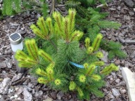 WSPANIAŁE BARWY Sosna górska, kosodrzewina 'Marand' Pinus mugo