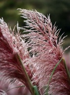 Trawa pampasowa 'Rosea' (Cortaderia seloana 'Rosea') C2