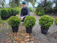 Tuja kulista Danica - duże rozmiary