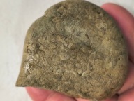 Skamieniałe koralowce algi glony agaty muszlowe