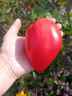 Pomidor Anzhela Russian czerwone bawole serce nasiona kolekcjonerskie