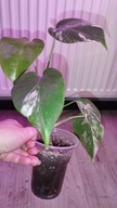 Monstera borsigiana variegata small form całа roślina