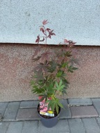 Klon palmowy 'Atropurpureum' acer palmatum sadzonka C2