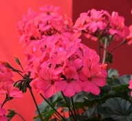 Pelargonia INTERSPECIFIC Calliope Landscape Rose